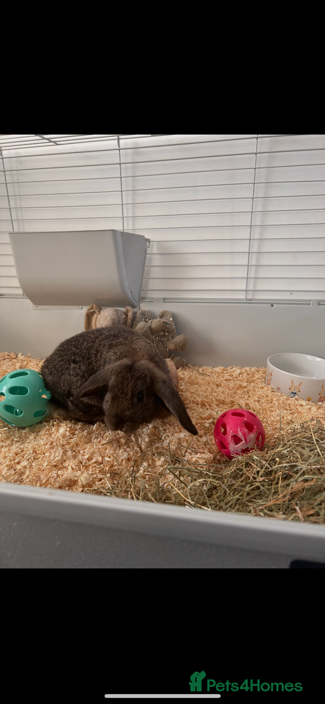 Dwarf Lop rabbits for sale: Rabbits  - Advert 2