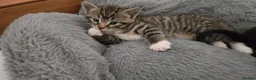 Mixed Breed cats for sale: Gorgeous kitten  - Advert 5