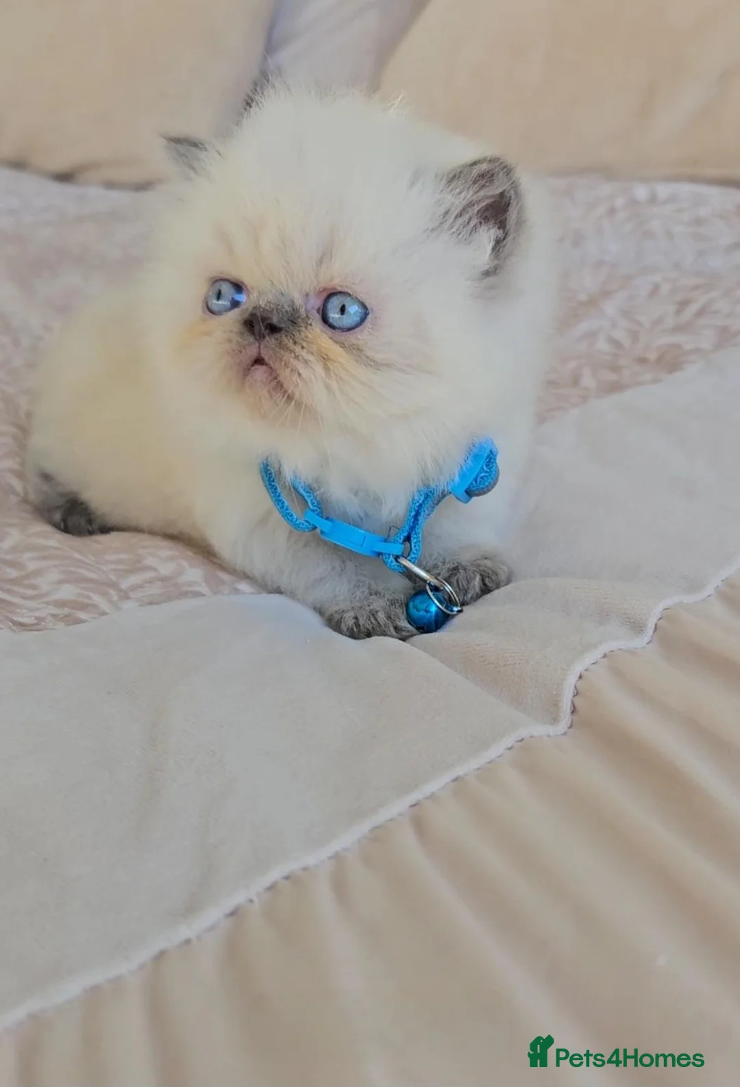 Persian cats for sale: Stunning Top Quality Persian Kittens  - Advert 2
