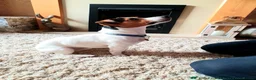 Mixed Breed dogs for sale: Jack Russel cross border puppies  in Tredegar - Advert 18