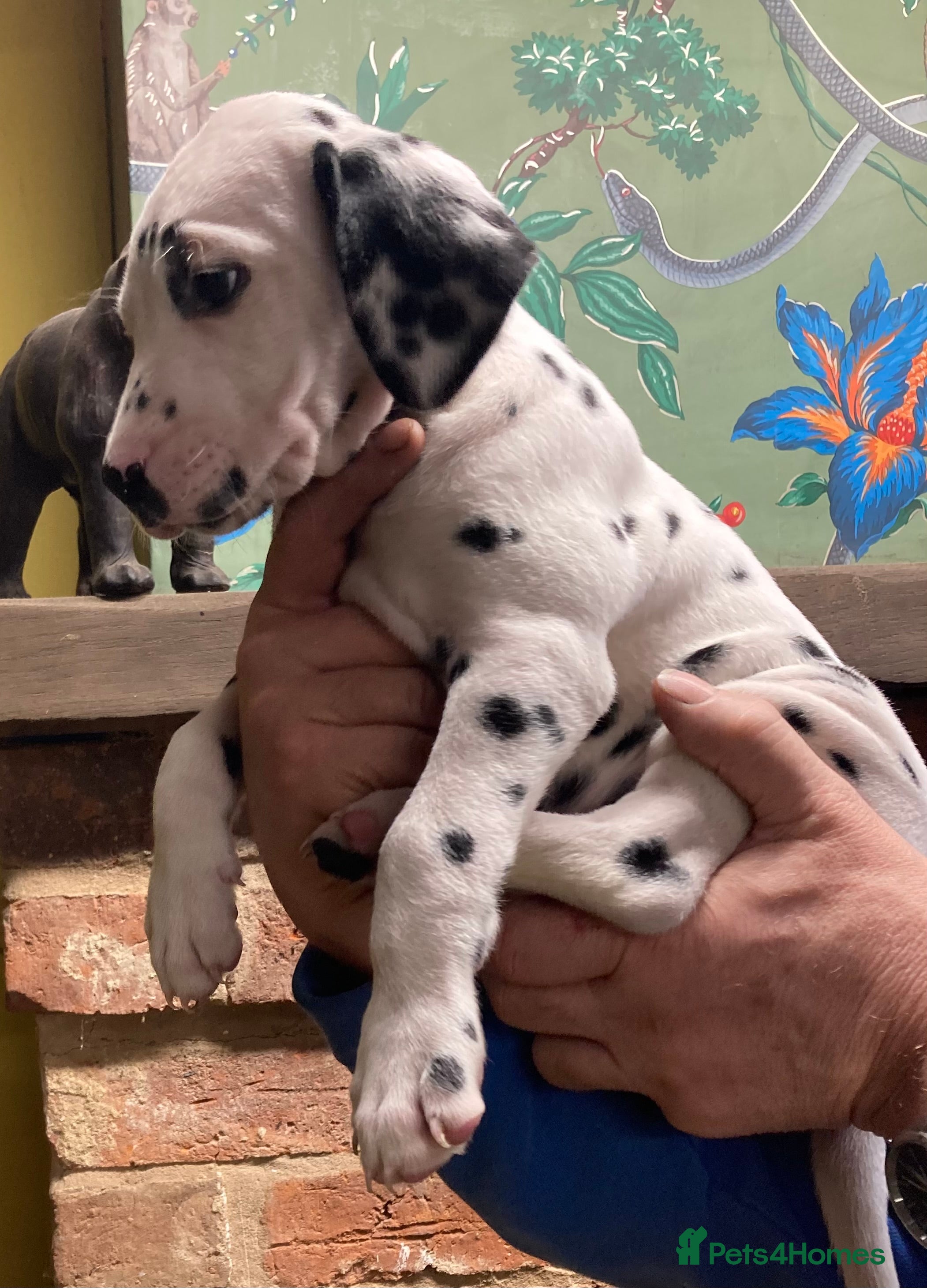 Dalmatian dogs Dalmation puppies  - Advert 1