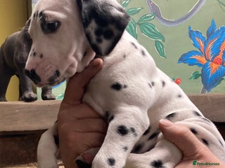 Dalmatian dogs Dalmation puppies - Advert 3