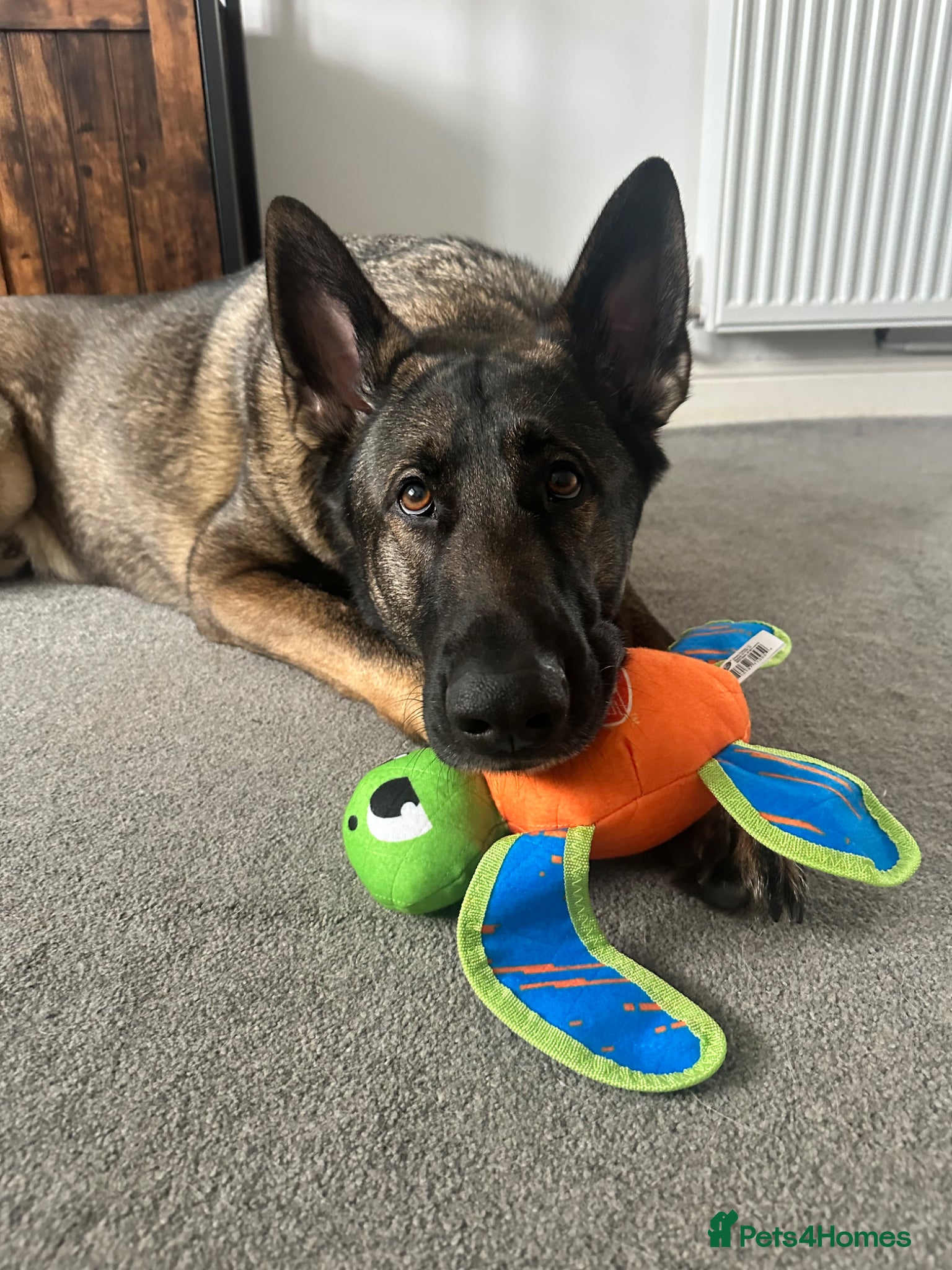 German Shepherd dogs 5yr old German shepherd looking for loving home - Advert 8