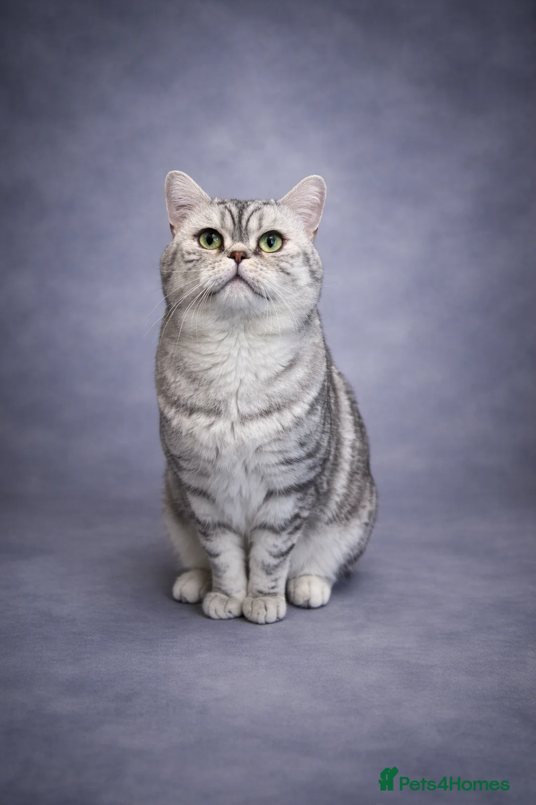 British Shorthair cats for stud: Exceptional BSH silver spotted Stud  - Advert 1