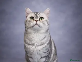 British Shorthair cats for stud: Exceptional BSH silver spotted Stud - Advert 1