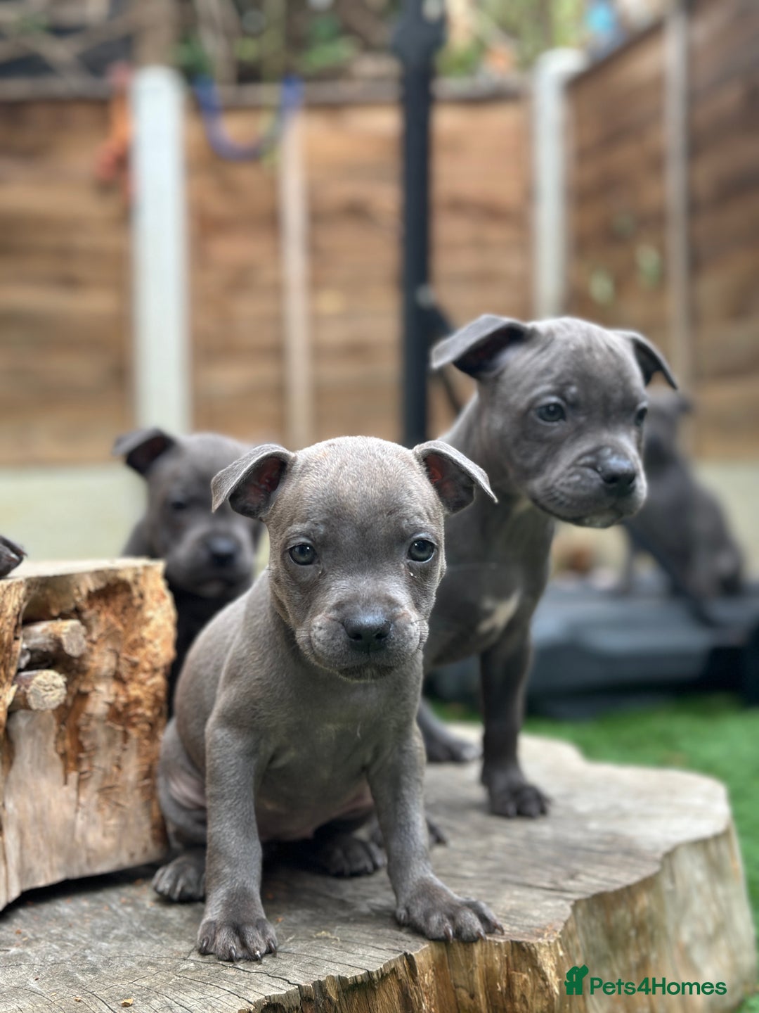 Staffordshire Bull Terrier dogs for sale: Quality Staffordshire Bull Terriers  - Image 9