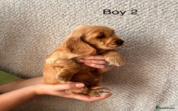 Cocker Spaniel dogs for sale: Golden English Show Cocker Spaniel puppies - Image 14