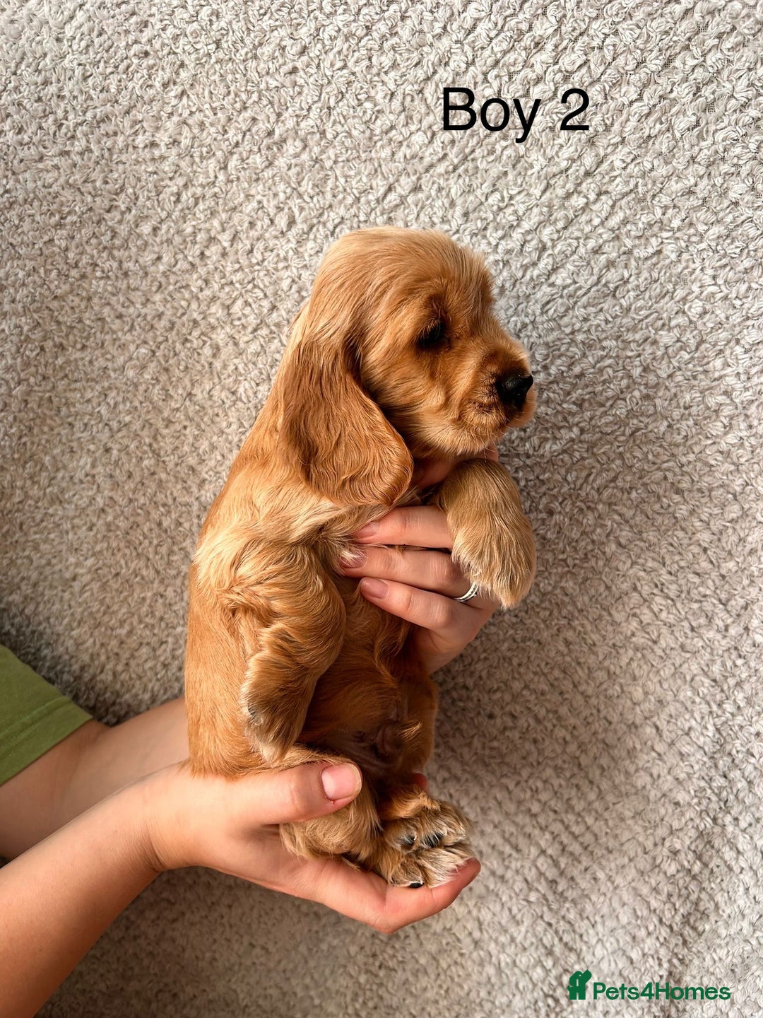 Cocker Spaniel dogs for sale: Golden English Show Cocker Spaniel puppies - Image 14