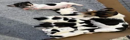 Jack Russell dogs for sale: Jack Russell puppies - Advert 3