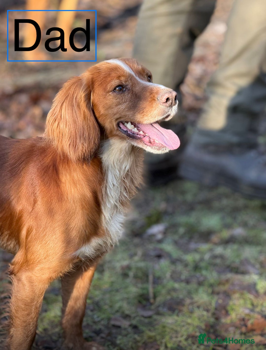 Cocker Spaniel dogs for sale: 2 Girls left, Golden red working cockers - Advert 3