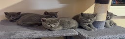British Shorthair cats for sale: British short hair for sale - Advert 7