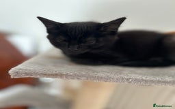 Mixed Breed cats for sale: 2 Female Kittens Ready now! Price reduced!! £40  - Image 4