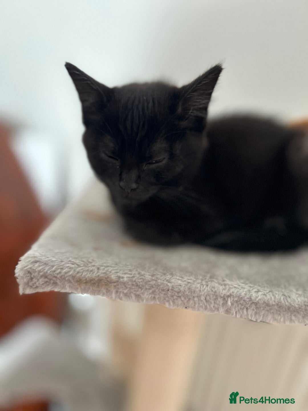 Mixed Breed cats for sale: 2 Female Kittens Ready now! Price reduced!! £40  - Image 4