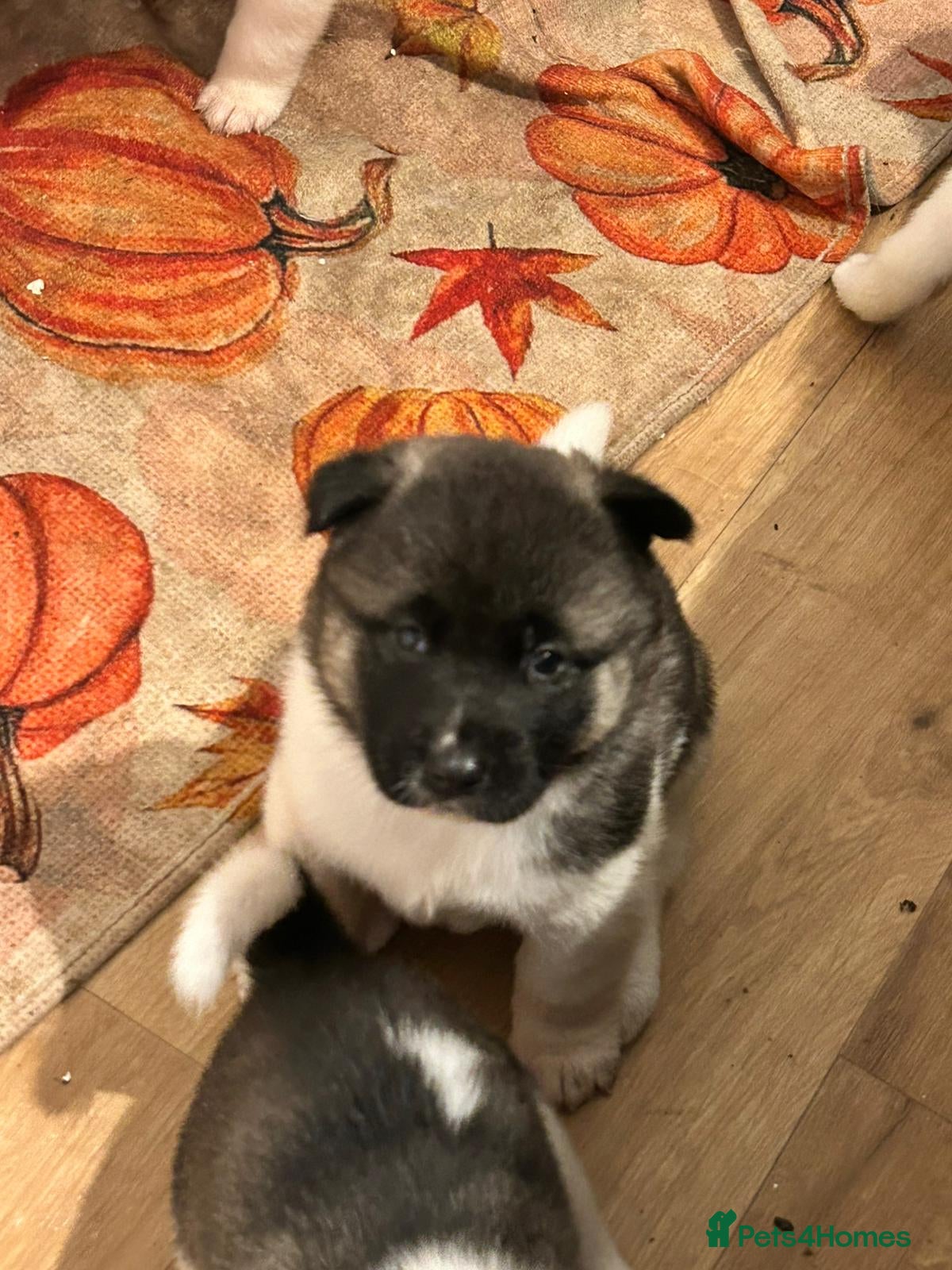 Akita dogs Beautiful puppy akita - Advert 17