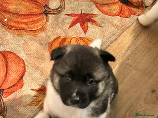 Akita dogs Beautiful puppy akita - Advert 2