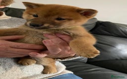 Japanese Shiba Inu dogs for sale: Gorgeous Shibas  - Image 22