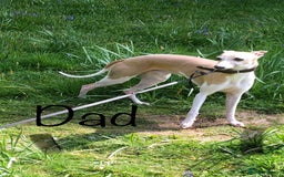 Whippet dogs for sale: Kc registered blue fawn whippets  - Image 3
