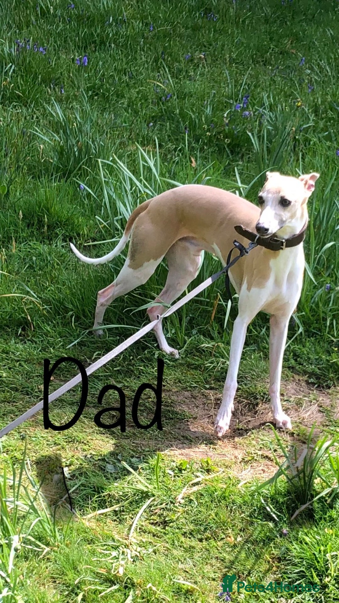 Whippet dogs for sale: Kc registered blue fawn whippets  - Image 3