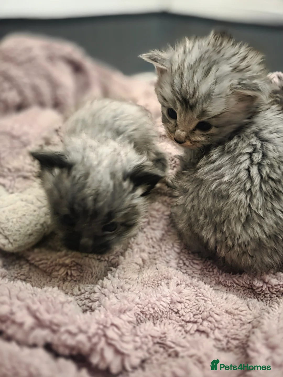 Maine Coon cats for sale: Maine Coon Kittens - Advert 4