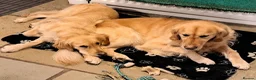Golden Retriever dogs for sale: Pure Golden Retriever puppies in Tenbury Wells - Advert 4