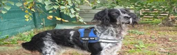 English Setter dogs for adoption: Moro  in Frinton-on-Sea - Advert 5