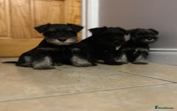 Miniature Schnauzer dogs for sale: KC Reg Miniature Schnauzer Puppies - Image 7