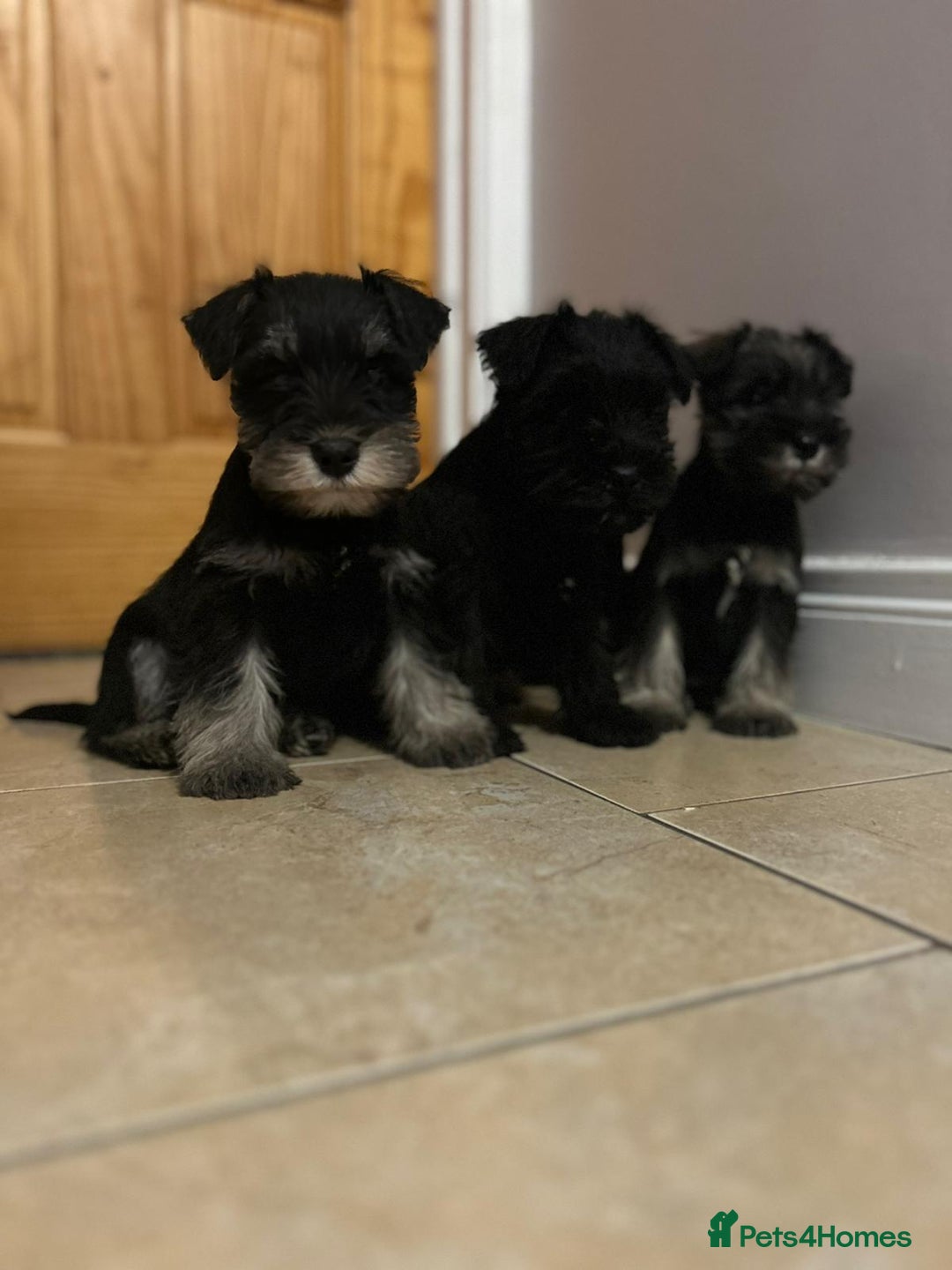 Miniature Schnauzer dogs for sale: KC Reg Miniature Schnauzer Puppies - Image 7