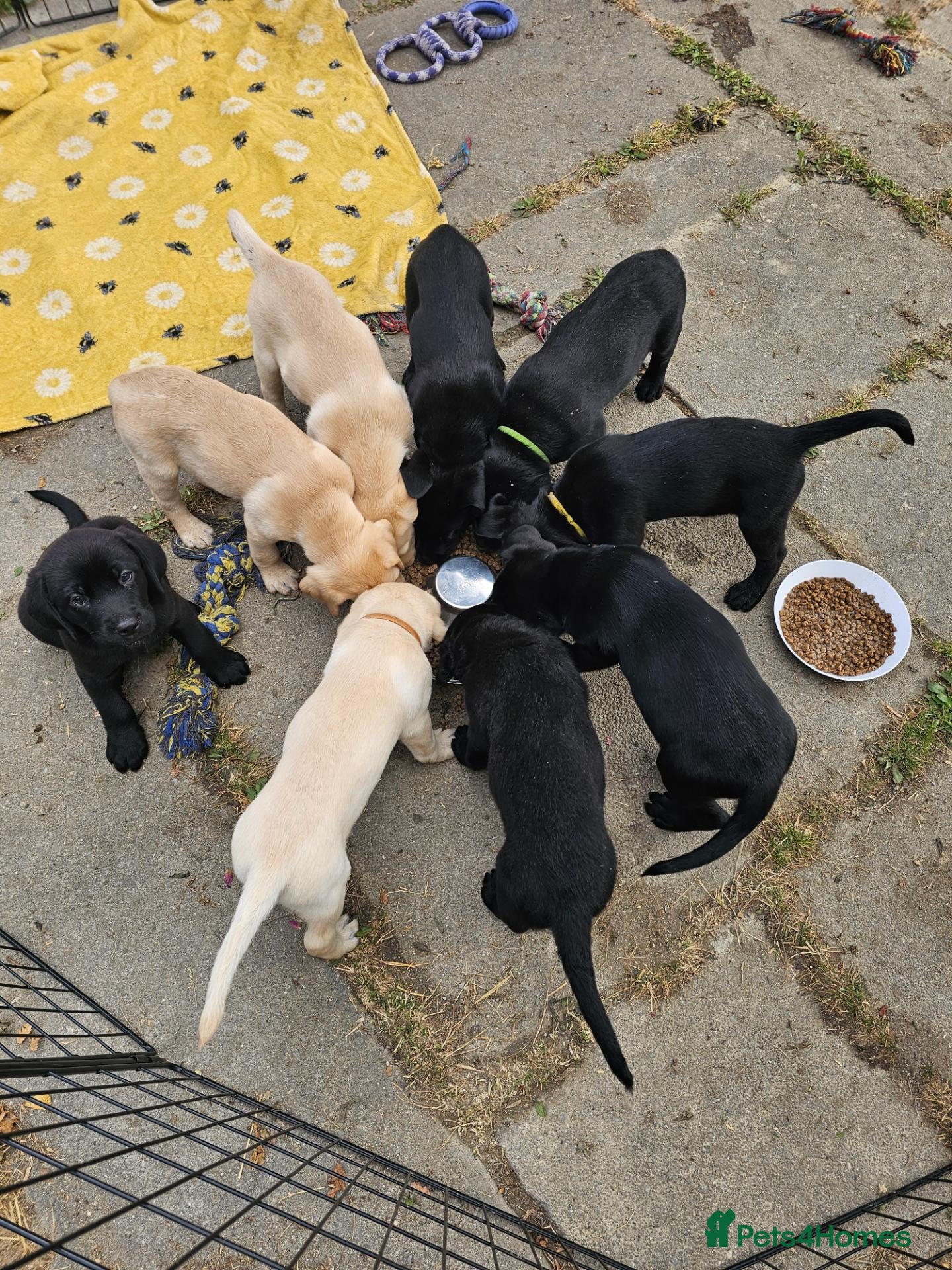 Labrador Retriever dogs Beautiful Black Labrador Bitch Puppy For Sale - Advert 12