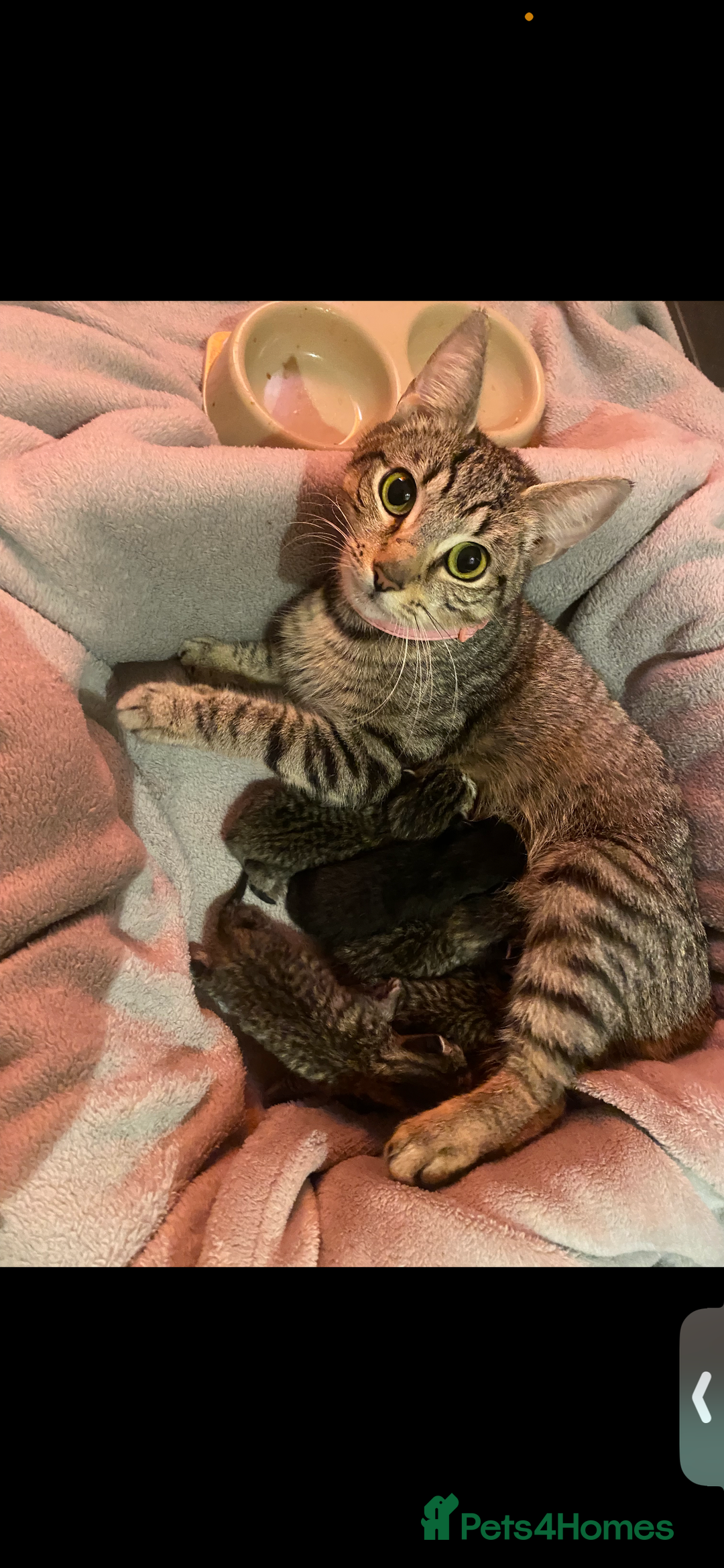 British Shorthair cats for sale: 🐾✨British Shorthair × Silver Tabby Kittens✨🐾 - Image 24