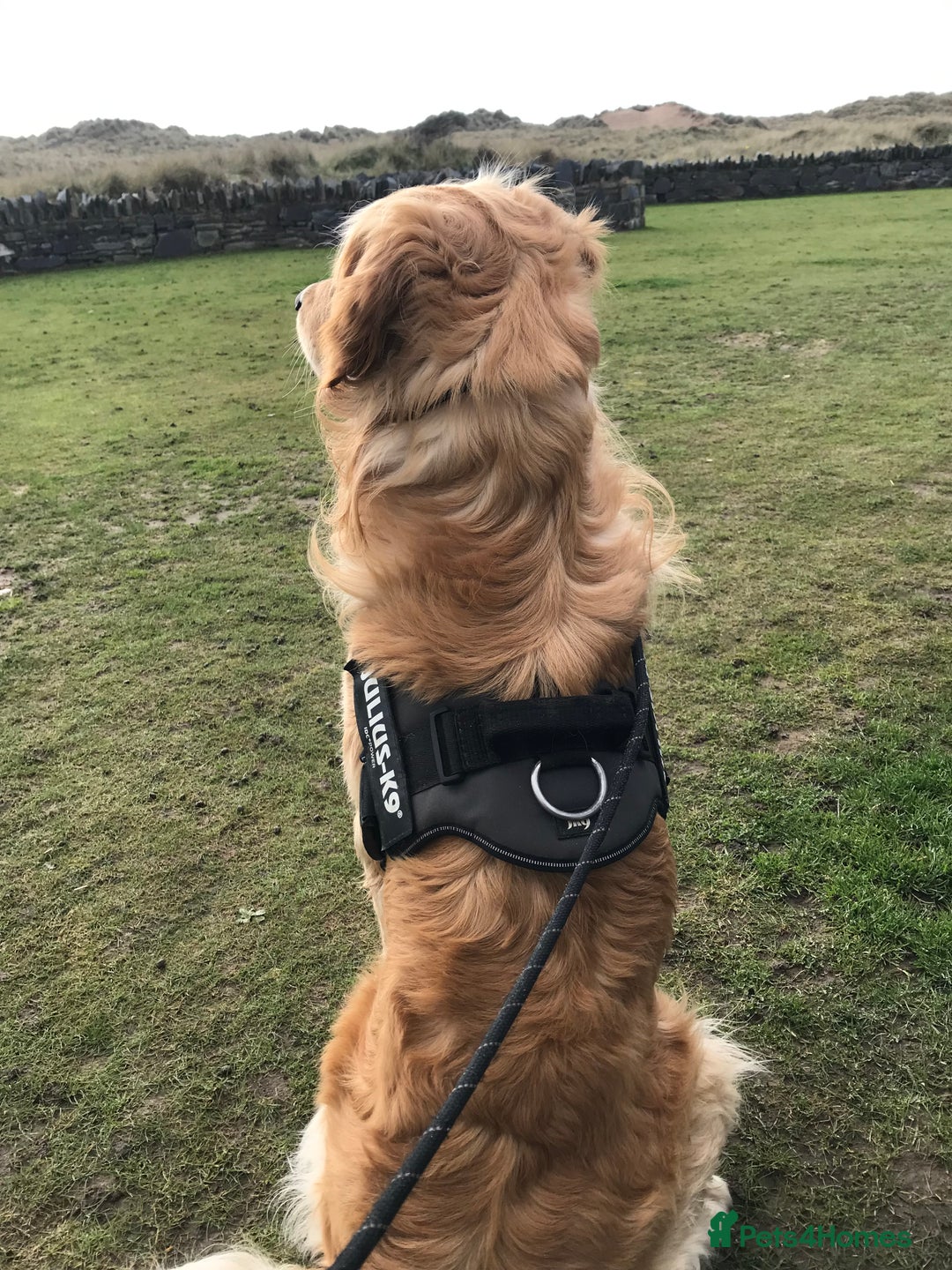 Golden Retriever dogs for stud: MAC DREAMER - Advert 3