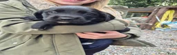 Springador dogs for sale: Springerdor puppies for sale - Advert 3
