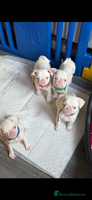 Pug dogs Last 3 kc reg boys!! Reduced price!!!! - Advert 4
