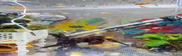 Plecos fish for sale: Beautiful small Platy, Guppy &Pleco – Hobby Tank - Advert 9