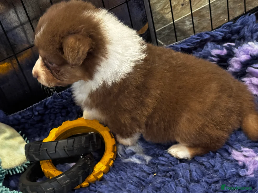 Australian Shepherd dogs for sale: Fully health tested KC registered Aussie shepherd - Advert 7