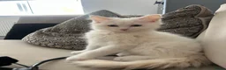 Ragdoll cats for sale: Two beautiful kittens  - Advert 3