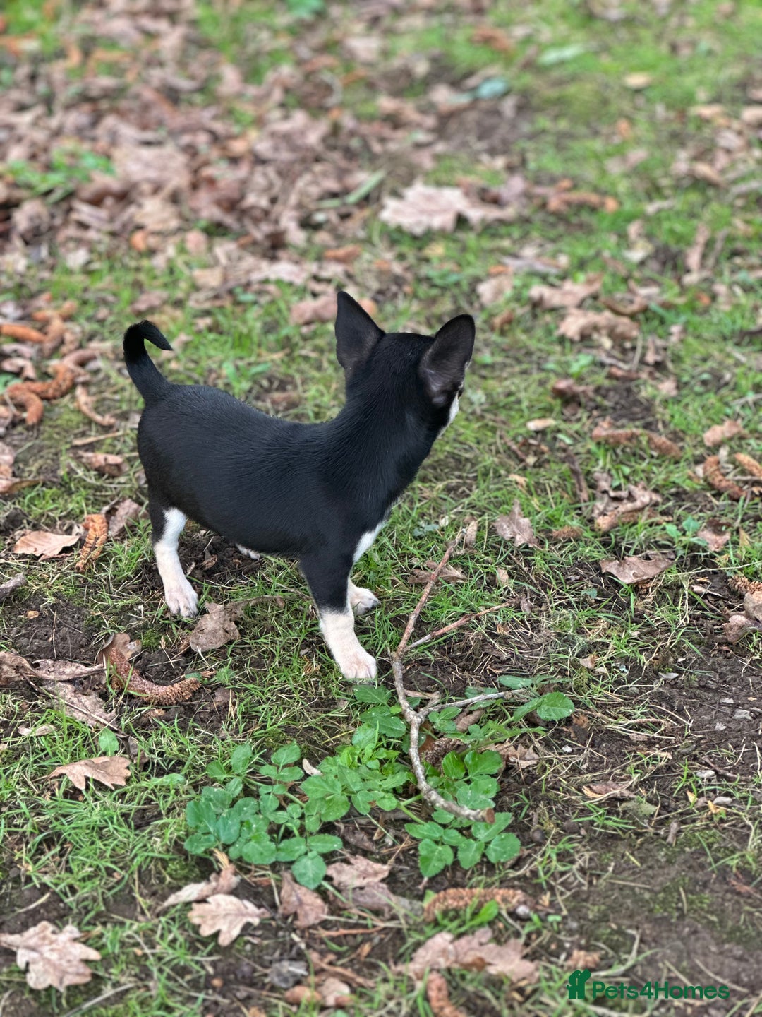 Chihuahua dogs for sale: KC Chihuahuas 🇬🇧 bloodline 5 🌟 - Advert 9