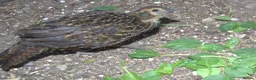 Pheasants poultry for sale: Temminck's Tragopans chicks - Advert 6