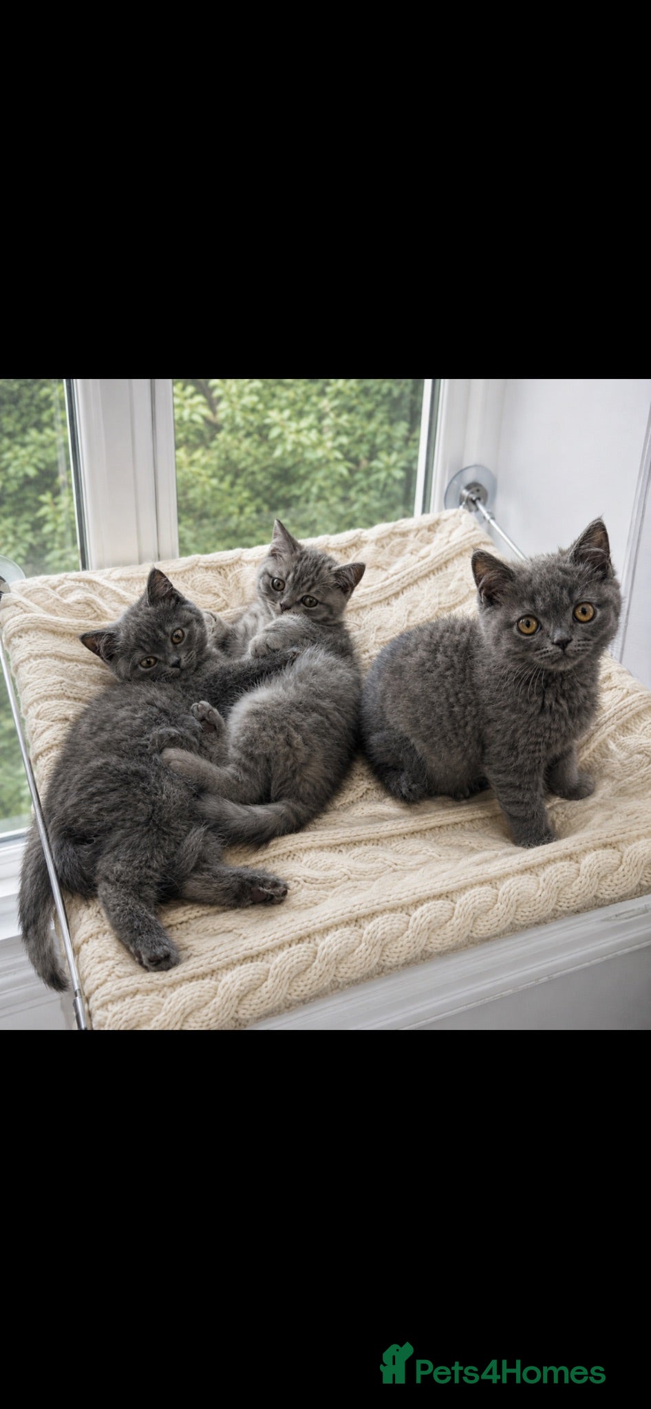 British Shorthair cats 🏆 CHAMPION BLOODLINE.🏆BLUE BRITISH SHORTHAIR !!! - Advert 2