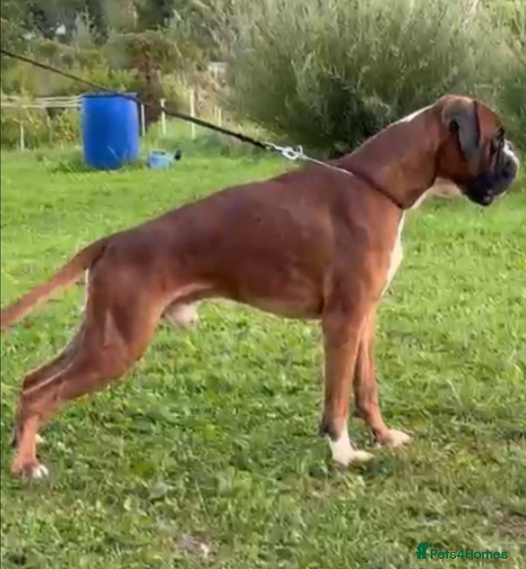 Boxer dogs for sale: 9 Beautiful Boxer Puppies - Pet Only  - Advert 2