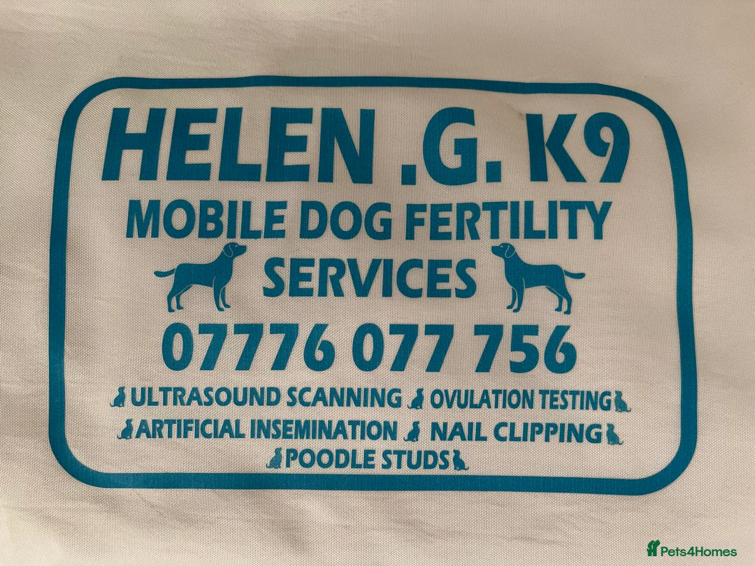 Miniature Poodle dogs for stud:  Blue/ Silver Merle carries chocolate Stud in Newcastle - Advert 10