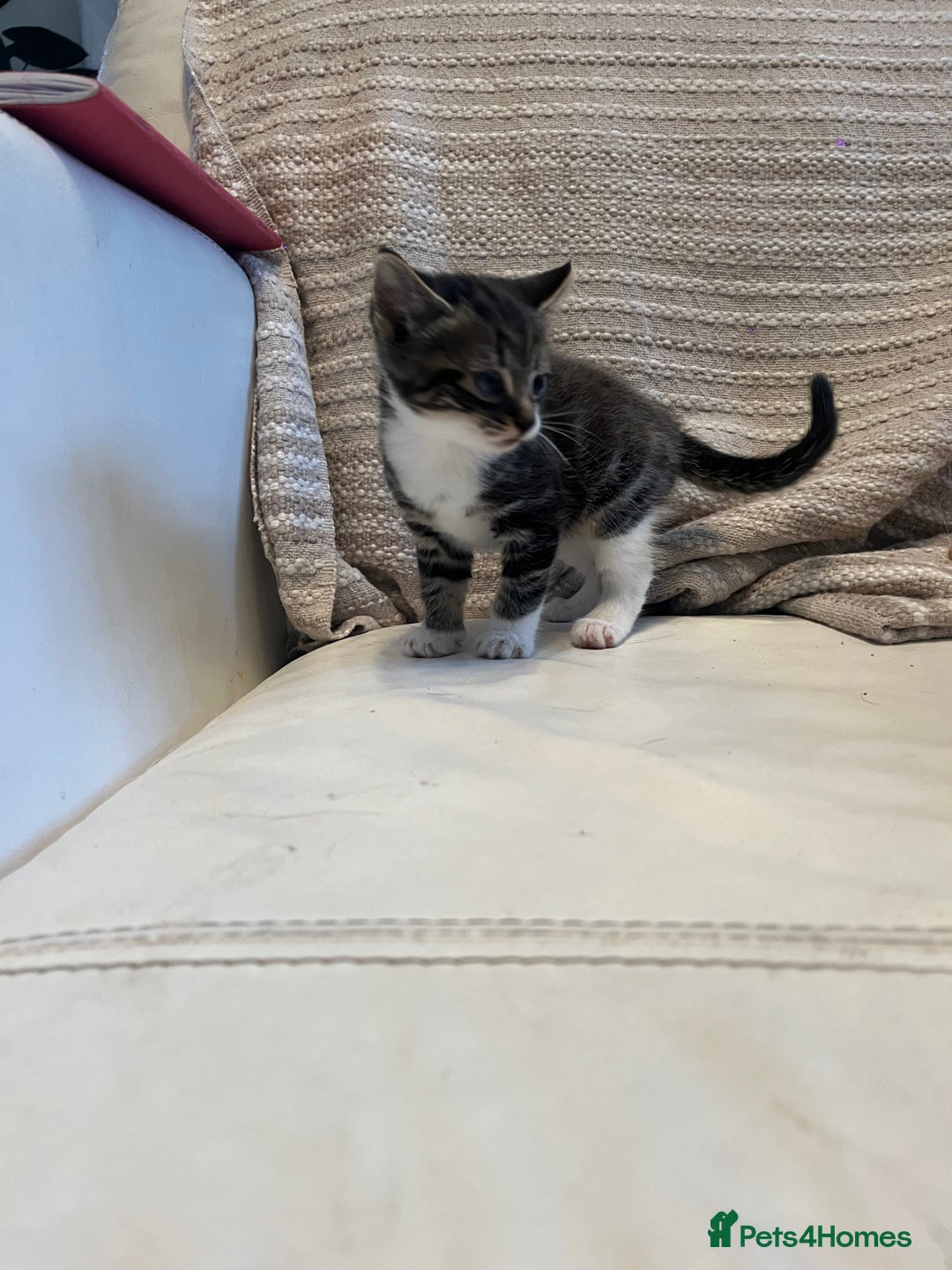 Mixed Breed cats for sale: 3 Beutiful babies  - Advert 20