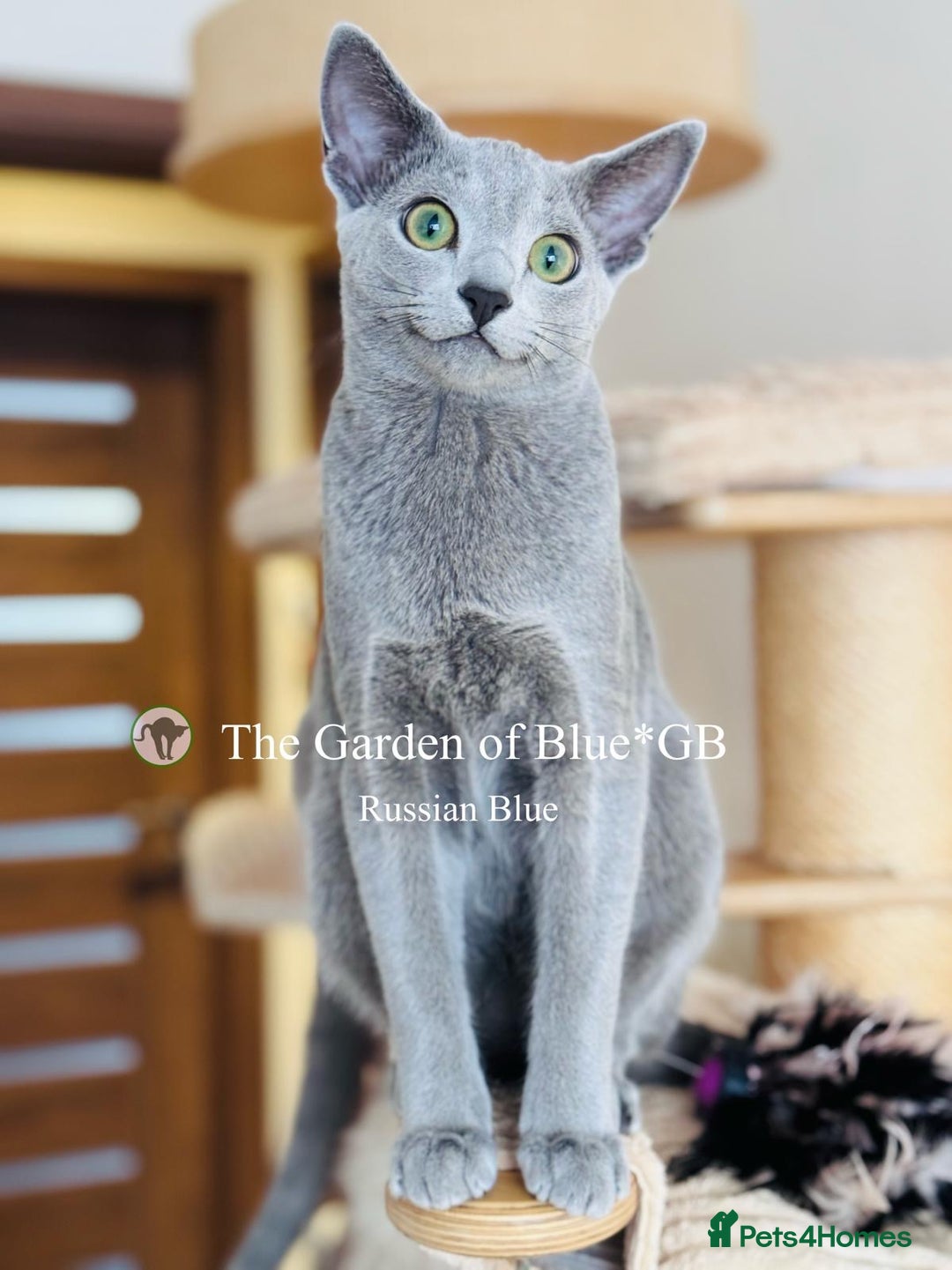 Russian Blue cats for sale: Adorable 6-Month-Old Russian Blue Kittens - Advert 7