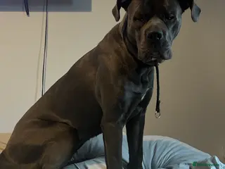 Cane Corso dogs Cane Corso Girl 1 year old in Brentwood - Advert 1