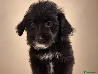 Jackapoo dogs Miniature jackapoos - Advert 6