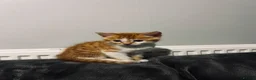 Mixed Breed cats for sale: Beatiful 2 male kittens for sale  in Liverpool - Advert 3