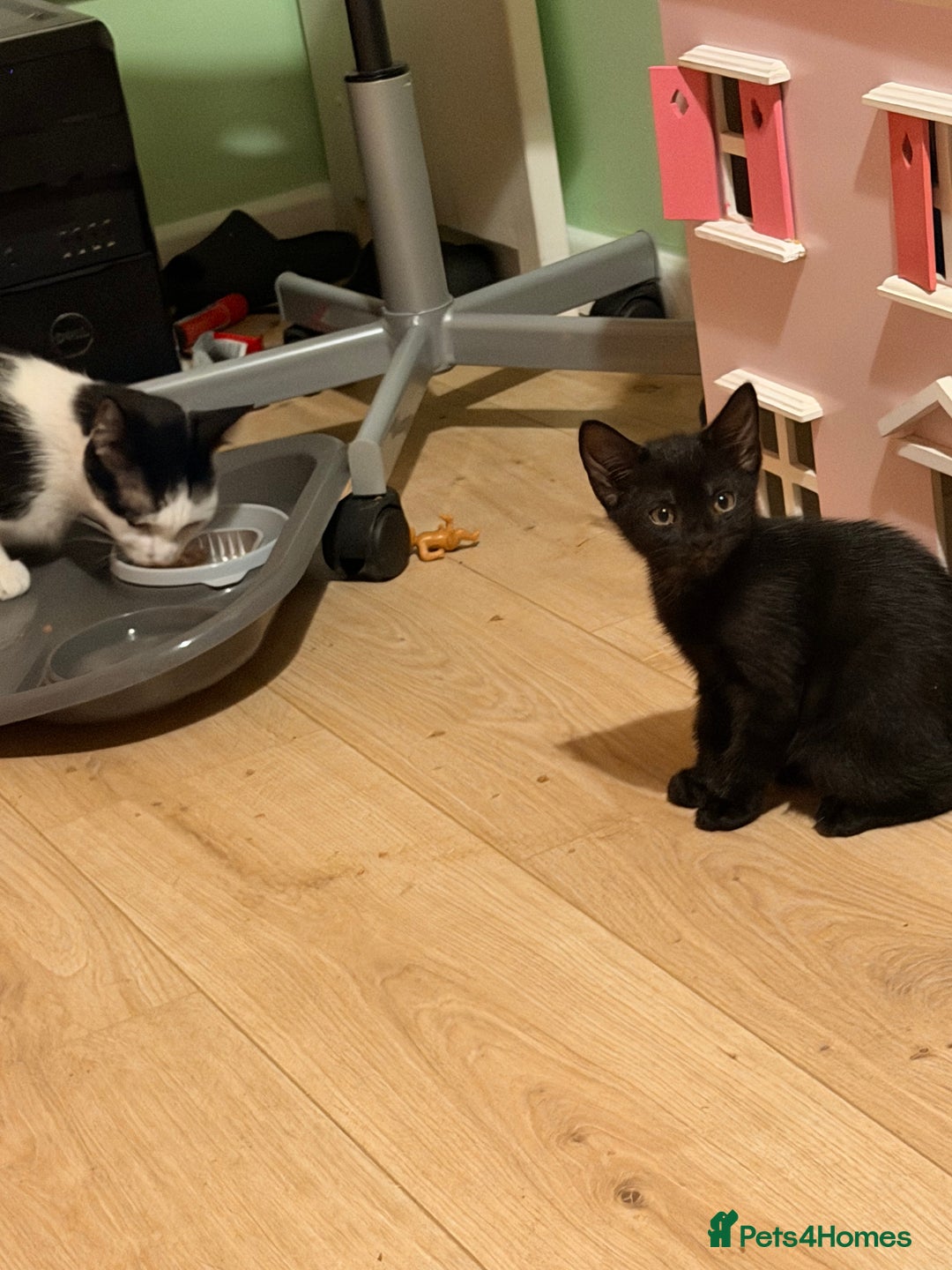 Mixed Breed cats for sale: Mother and daughter only together  - Advert 2