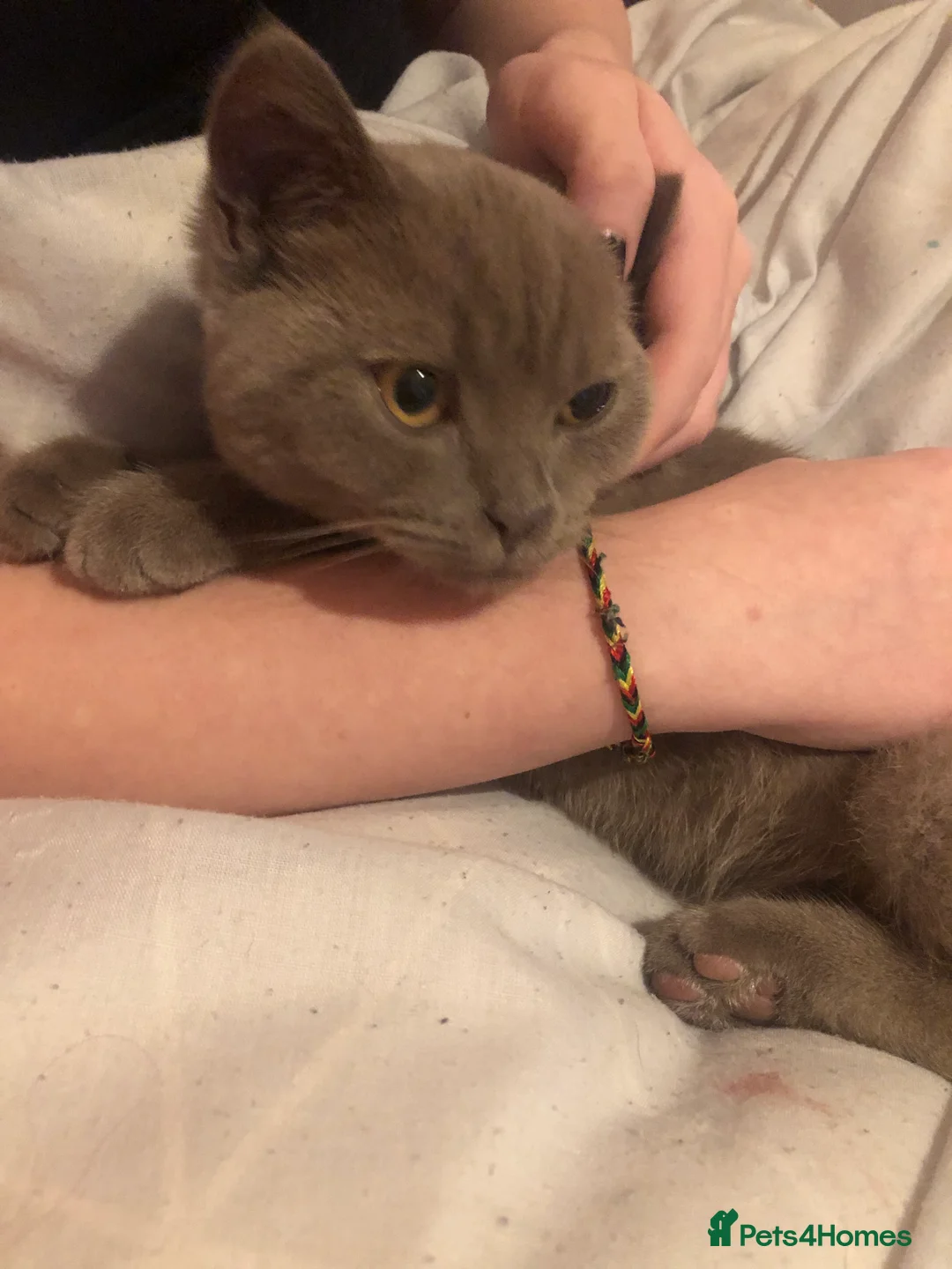 British Shorthair cats for sale: Beautiful boy  - Advert 3