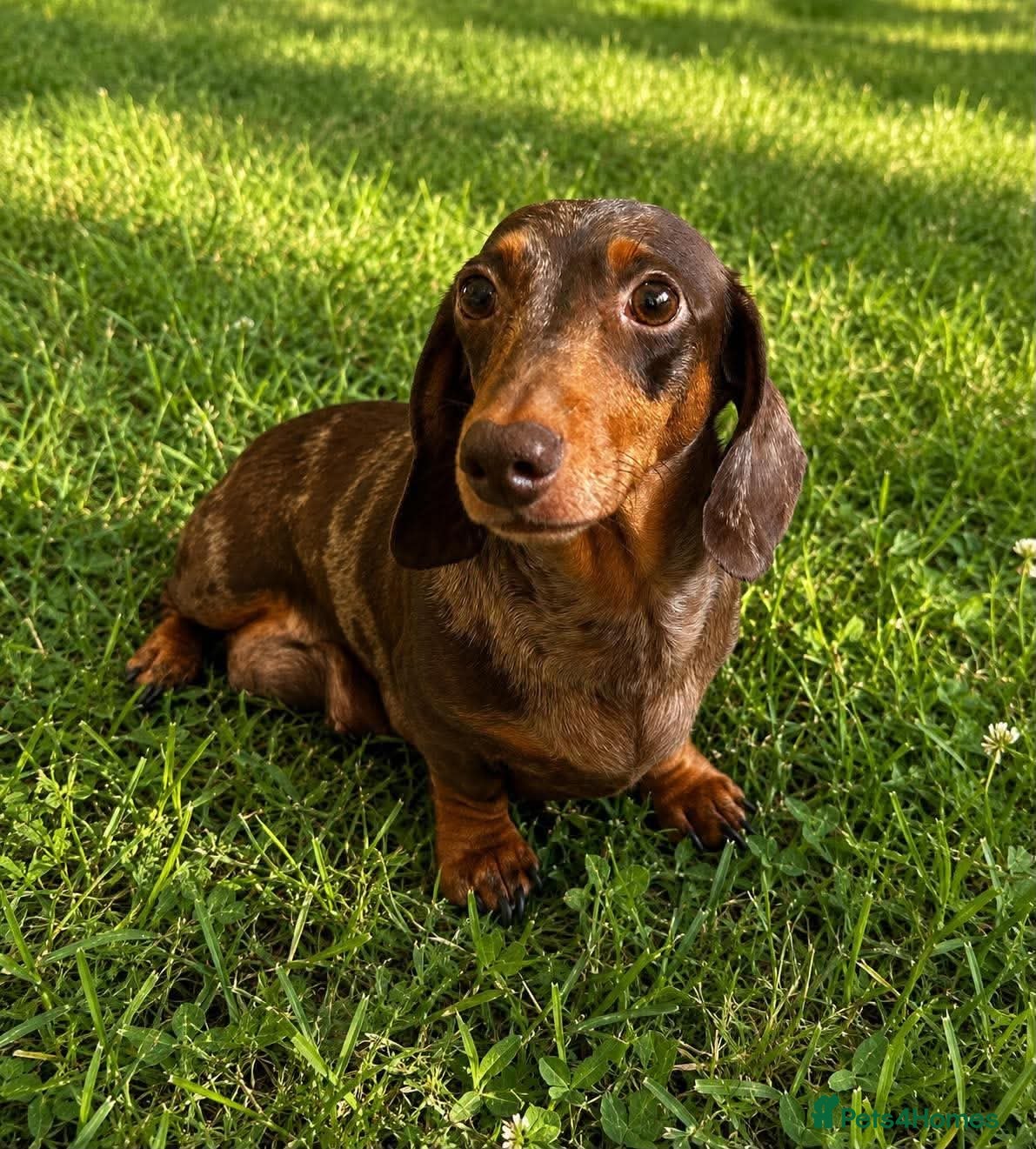 Dachshund dogs Dachshund mini  - Advert 3