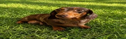 Dachshund dogs for sale: Dachshund mini  - Advert 1