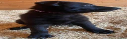 German Shepherd dogs for sale: Working-Line German Shepherd Pups Ready Now - Advert 34